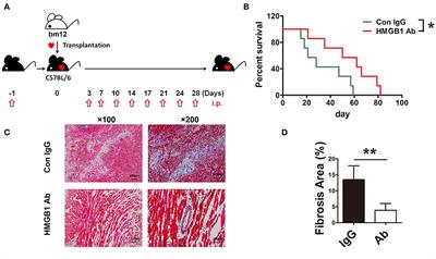 Extracellular HMGB1 Contributes to the Chronic Cardiac Allograft Vasculopathy/Fibrosis by Modulating TGF-β1 Signaling